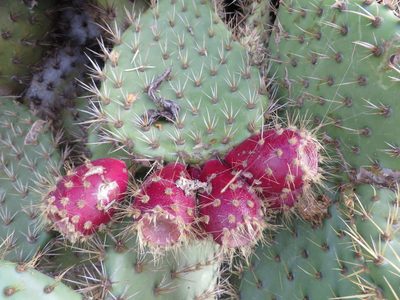 Opuntia oricola, photographed by redrovertracy