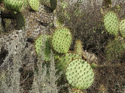 Opuntia oricola, photographed by redrovertracy