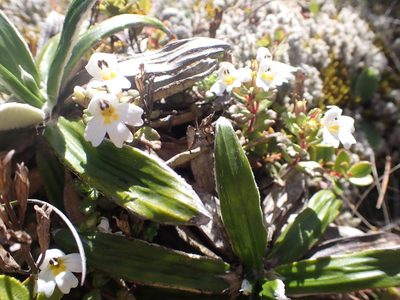Euphrasia laingii, photographed by William Brockelsby