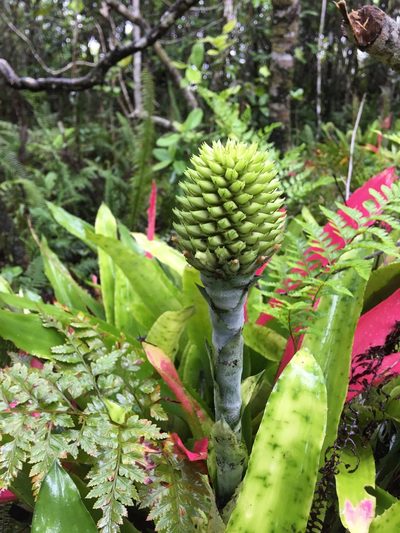 Aechmea pectinata, photographed by B. Phalan