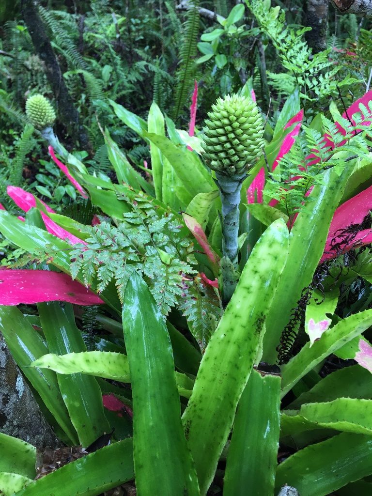Aechmea pectinata, photographed by B. Phalan