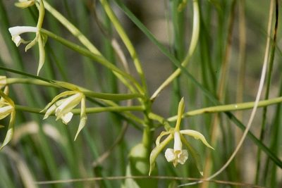 Epidendrum lacustre, photographed by desertnaturalist