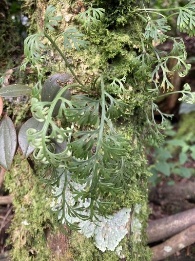 Asplenium theciferum, photographed by julianazuluaga-carrero