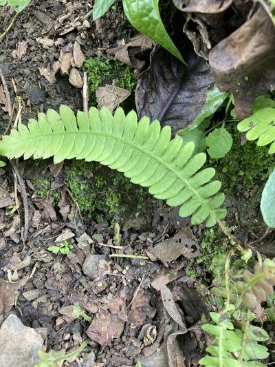 Blechnum asplenioides, photographed by julianazuluaga-carrero