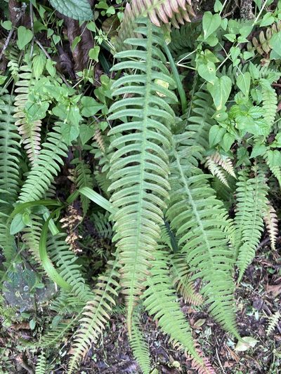 Blechnum asplenioides, photographed by julianazuluaga-carrero