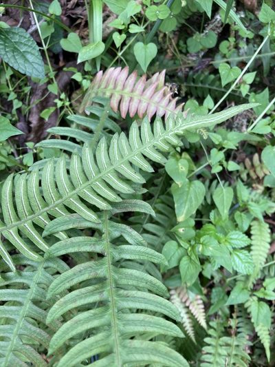 Blechnum asplenioides, photographed by julianazuluaga-carrero