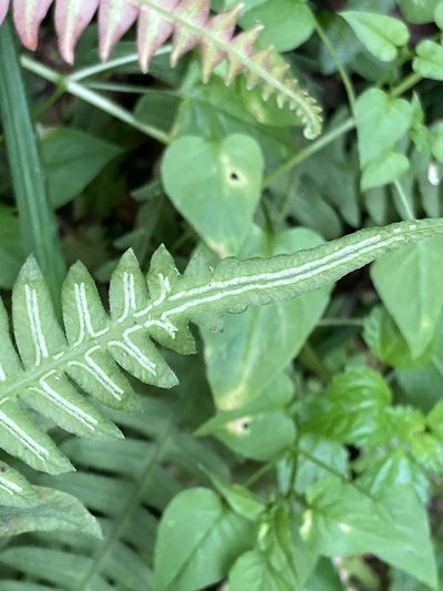 Blechnum asplenioides, photographed by julianazuluaga-carrero