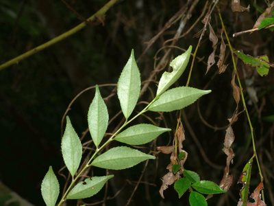 Eurya gnaphalocarpa, photographed by Jacy Chen