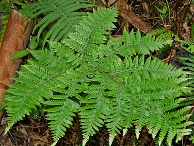 Ctenitis subglandulosa, photographed by Jacy Chen