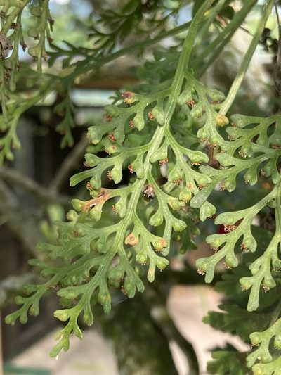 Asplenium theciferum, photographed by julianazuluaga-carrero