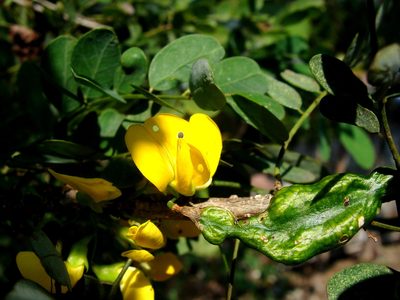 Diphysa americana, photographed by Alexis López Hernández