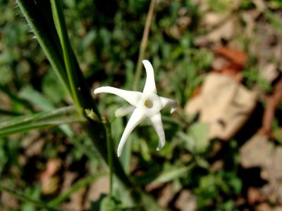 Cyclanthera carthagenensis, photographed by Alexis López Hernández