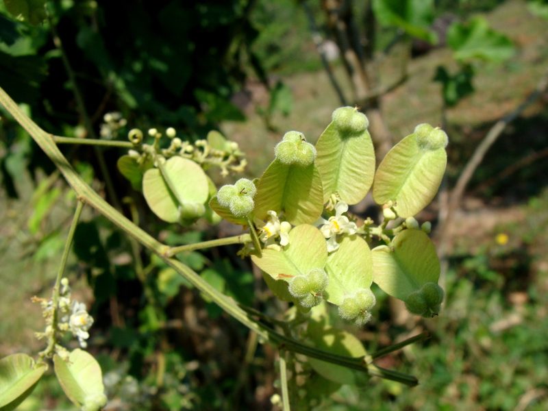 Serjania triquetra, photographed by Alexis López Hernández