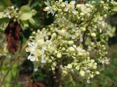 Serjania triquetra, photographed by Alexis López Hernández