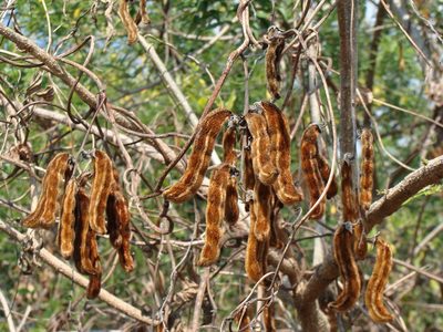 Mucuna pruriens, photographed by Alexis López Hernández