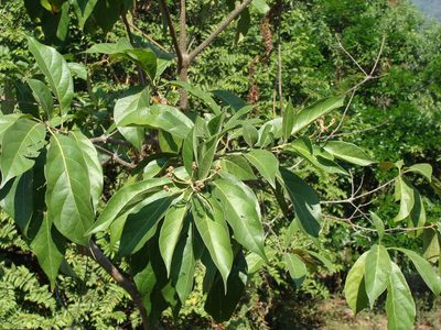 Cordia alliodora, photographed by Alexis López Hernández