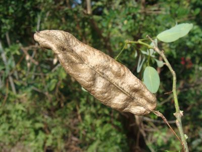 Diphysa americana, photographed by Alexis López Hernández