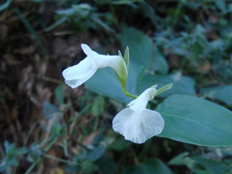 Maranta arundinacea, photographed by Alexis López Hernández