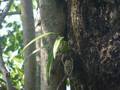 Encyclia cordigera, photographed by Alexis López Hernández