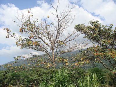 Sterculia apetala, photographed by Alexis López Hernández