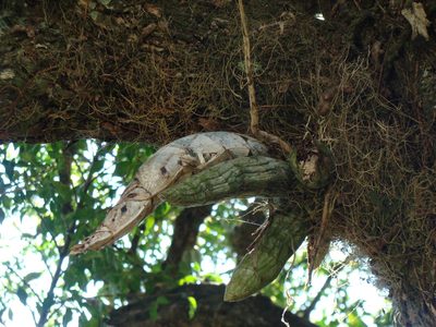 Catasetum integerrimum, photographed by Alexis López Hernández