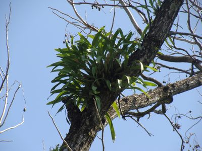 Encyclia cordigera, photographed by Alexis López Hernández