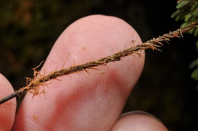 Hymenophyllum scabrum, photographed by Pieter Pelser