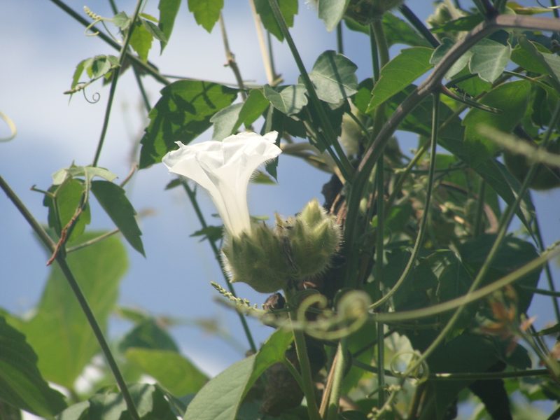 Odonellia hirtiflora, photographed by Alexis López Hernández