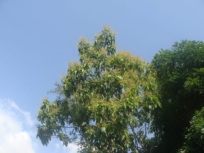 Triplaris melaenodendron, photographed by Alexis López Hernández