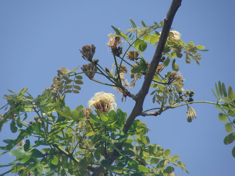 Hydrochorea leucocalyx, photographed by Alexis López Hernández