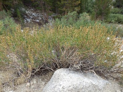 Artemisia rothrockii, photographed by Matt Lavin