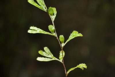 Hymenophyllum revolutum, photographed by Pieter Pelser