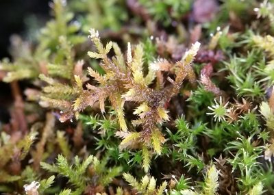Haplocladium microphyllum, photographed by Zihao Wang