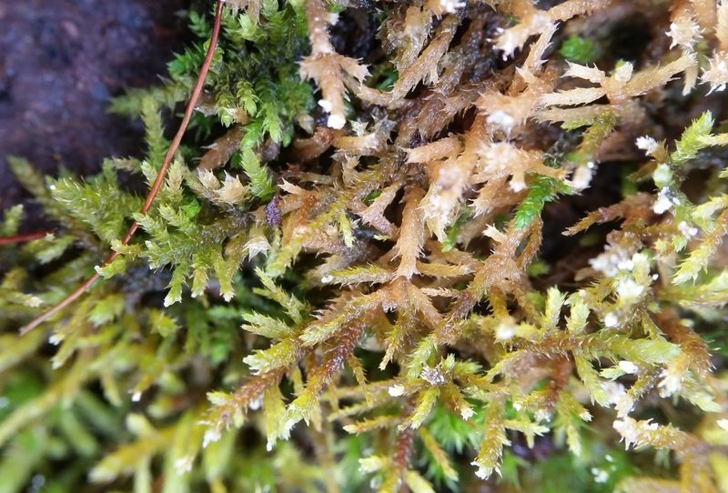 Haplocladium microphyllum, photographed by Zihao Wang