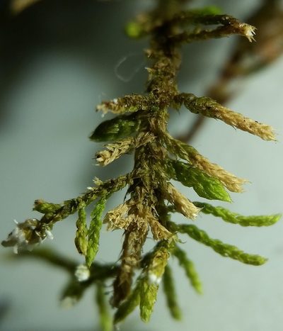 Haplocladium microphyllum, photographed by Zihao Wang