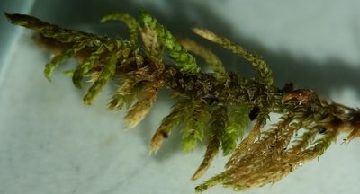 Haplocladium microphyllum, photographed by Zihao Wang