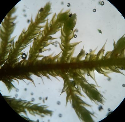 Haplocladium microphyllum, photographed by Zihao Wang