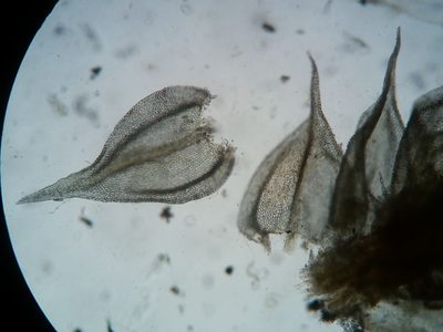 Haplocladium microphyllum, photographed by Zihao Wang