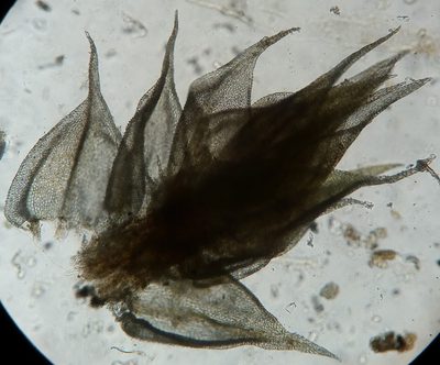Haplocladium microphyllum, photographed by Zihao Wang