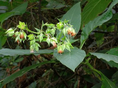 Trichodesma calycosum, photographed by Jacy Chen