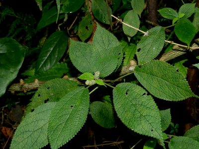 Boehmeria pilosiuscula, photographed by Jacy Chen