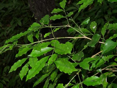 Glycosmis parviflora, photographed by Jacy Chen