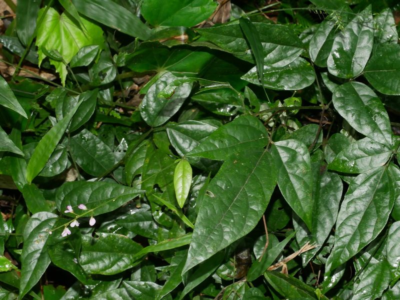 Hylodesmum laterale, photographed by Jacy Chen