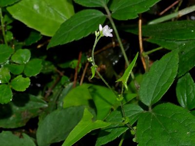 Polygonum senticosum, photographed by Jacy Chen