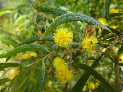 Acacia verniciflua, photographed by Kiri Bee