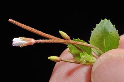 Epilobium rotundifolium, photographed by Pieter Pelser