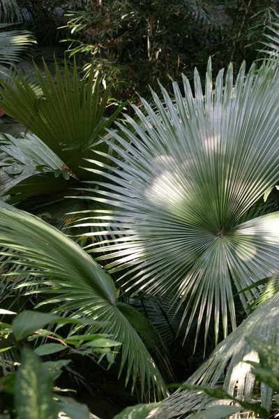Kerriodoxa elegans, photographed by Oleg Kosterin