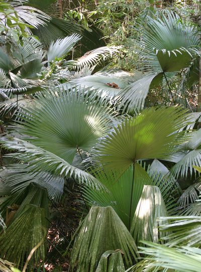 Kerriodoxa elegans, photographed by Oleg Kosterin