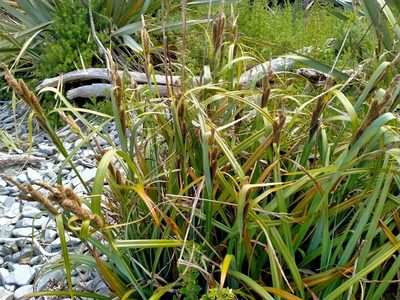 Carex trifida, photographed by John Barkla
