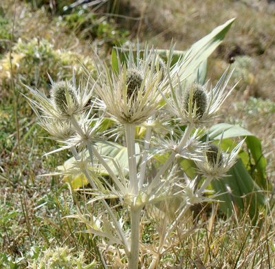 Eryngium spinalba, photographed by Jean-Paul Boerekamps